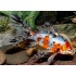 Комета ситцевая шубункин (Carassius auratus) - 3-3.5см