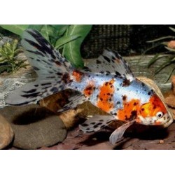 Комета ситцевая шубункин (Carassius auratus) - 4-4.5см