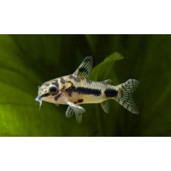Коридорас хаброзус (Corydoras habrosus) - 1,5см