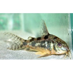 Коридорас крапчатый вуалевый обычный, альбинос (Corydoras paleatus) - 2-2,5см
