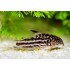 Коридорас нанус (Corydoras nanus) - 2см