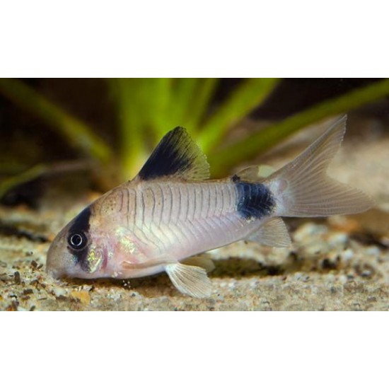 Фото Коридорас панда (Corydoras panda) - 2-2,5см labeo.com.ua