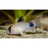 Коридорас панда (Corydoras panda) - 2-2,5см