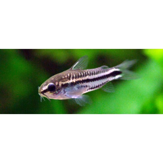 Фото Коридорас пигмей (Corydoras pygmaeus) - 1-1.5см Купить