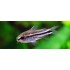 Коридорас пигмей (Corydoras pygmaeus) - 1-1.5см