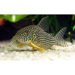 Коридорас Штерба (Corydoras sterbai) - 2-3см