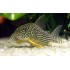 Коридорас Штерба (Corydoras sterbai) - 2-3см