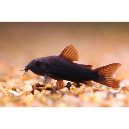 Фото Коридорас венесуэла блэк (Corydoras aeneus Black Venezuela) - 2-2,5см labeo.com.ua