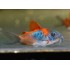 Коридорас венесуэла оранж (Corydoras aeneus Orange Venezuela) - 2-2.5см