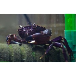 Краб матано (Syntripsa matanensis)