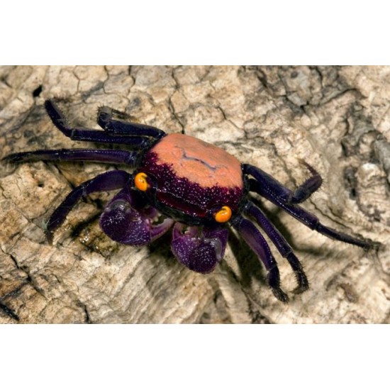 Фото Краб вампир (Geosesarma sp. Vampire) Купить
