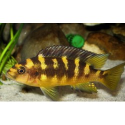 Крабро (Pseudotropheus crabro) - 2-3см
