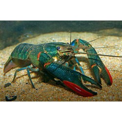 Красноклешневый рак (Cherax quadricarinatus) - 5см