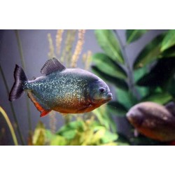 Красный паку (Piaractus brachypomus) - 6-7см