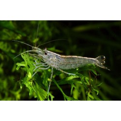 Креветка амано (Caridina japonica) - 1-1,5см