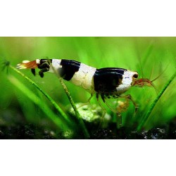 Креветка черный кристалл s-ss класс (Caridina cantonensis sp. "Crystal Black") - 1см