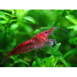 Креветка Черри/Неокардина (Neocaridina heteropoda) - 1-1,5см