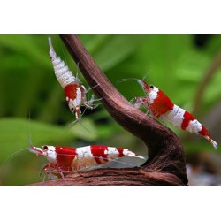 Креветка красный кристалл s-ss класс (Caridina cantonensis sp. "Crystal Red") - 1-1,5см