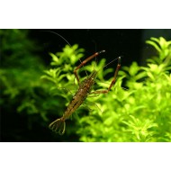 Креветка Макробрахиум (Macrobrachium nipponense) - 2-2,5см