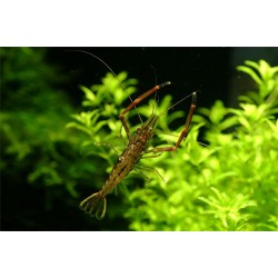Креветка Макробрахиум (Macrobrachium nipponense) - 2-2,5см