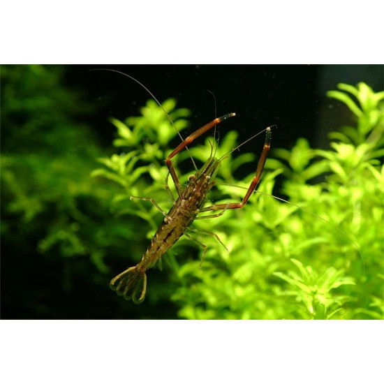 Фото Креветка Макробрахиум (Macrobrachium nipponense) - 2-2,5см Смотреть