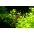 Креветка Макробрахиум (Macrobrachium nipponense) - 2-2,5см