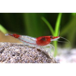 Креветка Рили (Neocaridina Red Rili) - 1-1.5см