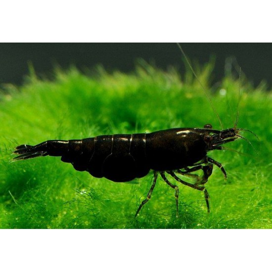 Фото Креветка сакура черная (Neocaridina heteropoda var Sakura black) - 1.5см labeo.com.ua