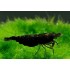 Креветка сакура черная (Neocaridina heteropoda var Sakura black) - 1.5см