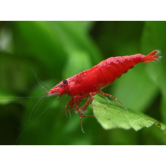 Фото Креветка сакура красная (Neocaridina heteropoda var Sakura red) - 1-1,5см Смотреть