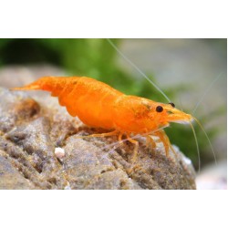 Креветка сакура оранж (Neocaridina heteropoda var Sakura Orange) - 1-1.5см