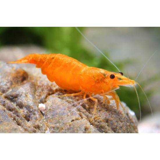 Фото Креветка сакура оранж (Neocaridina heteropoda var Sakura Orange) - 1-1.5см Смотреть