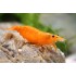 Креветка сакура оранж (Neocaridina heteropoda var Sakura Orange) - 1-1.5см