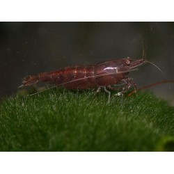 Креветка сакура шоколадная (Neocaridina heteropoda var Sakura shoco) - 1см