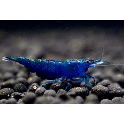 Креветка синий вельвет (Neocaridina Blue Velvet) - 1-1.5см