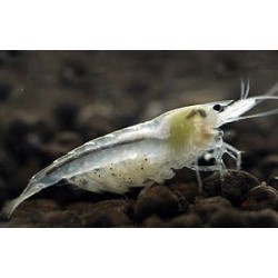 Креветка снежинка (Neocaridina cf. zhangjiajiensis var. white) - 1-1.5см