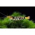 Креветка тигр (Caridina cantonensis sp Tiger) -  1-1,5см