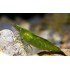 Креветка зеленая (Neocaridina heteropoda var Sakura green) - 1-1.5см