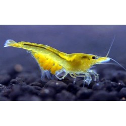 Креветка желтая канарейка неоновая (Neocaridina cf. zhangjiajiensis var. yellow) - 1-1.5см