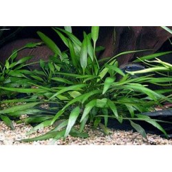 Криптокорина  (Cryptocoryne) кустик 25-30см