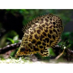 Ктенопома леопардовая (Ctenopoma acutirostre) - 4-5см