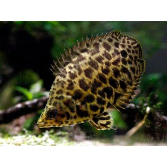 Фото Ктенопома леопардовая (Ctenopoma acutirostre) - 4-5см Смотреть