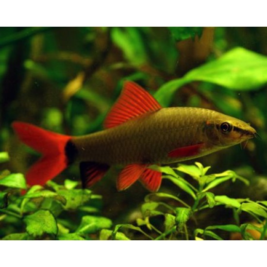Фото Лабео зеленый (Labeo frenatus) - 3-4см Смотреть
