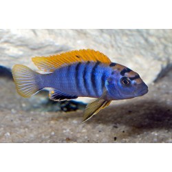 Лабидохромис Хонги (Labidochromis sp. Hongi) - 2см