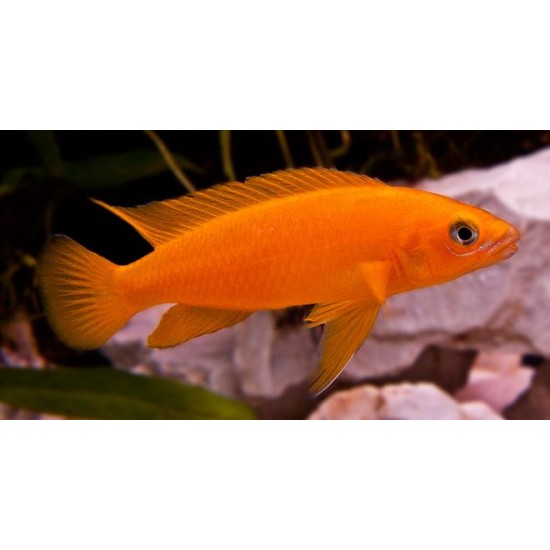 Фото Лампрологус апельсиновый (Neolamprologus leleupi) - 3-4см Смотреть