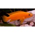 Лампрологус апельсиновый (Neolamprologus leleupi) - 3-4см