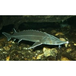 Ленская белуга, бестер, русский осетр (Acipenseridae) - 12-13см