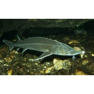 Ленская белуга, русский осетр, бестер (Acipenseridae) - 18-20см
