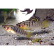 Лимия чернополосая (Limia nigrofasciata) - 3см