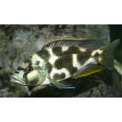 Ливингстон (Nimbrochromis livingstoni) - 5-6см